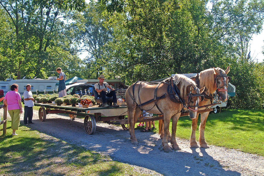Horse Drawn Flower Delivery